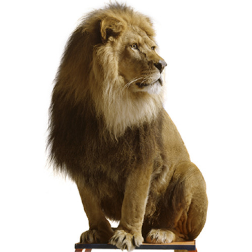 Lion Sitting Cardboard Cutout Free Shipping